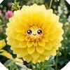 theyellowdahlia